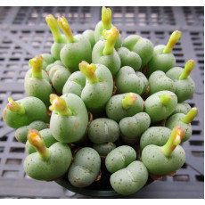 C.uviforme ssp. uviforme - Seed